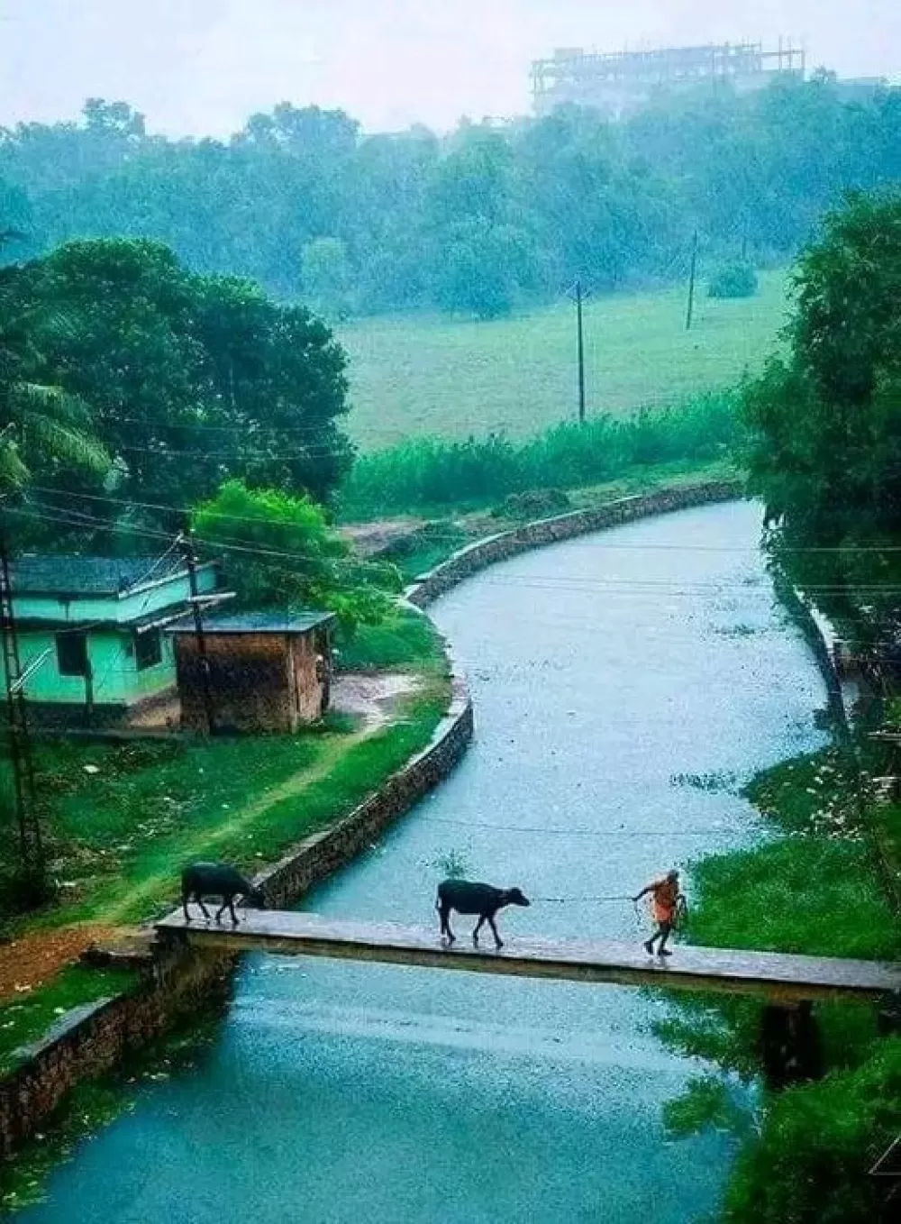 ದೈನಂದಿನ ಚಿತ್ರ