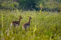 ಛಾಯಾಸುದ್ದಿ